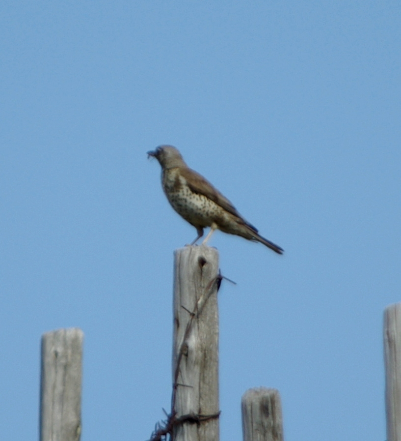 Tordela Turdus viscivorus